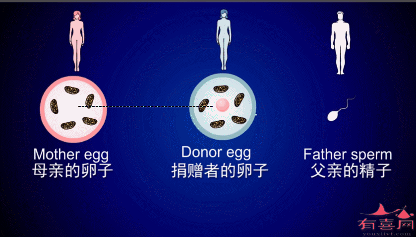 试管供卵试管代怀安全吗_试管供卵试管代怀安全问题调查